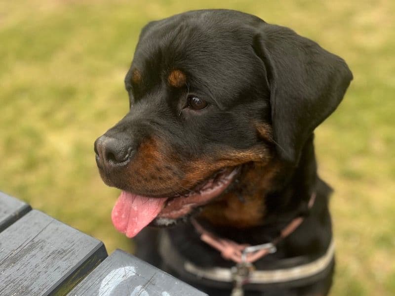 Rottweiler 3 years 4 months old female large named Zendaya for breeding in West Northamptonshire, England | Petmeetly
