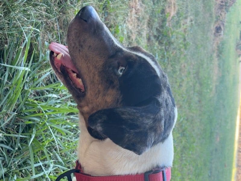 Catahoula Leopard Dog 4 years 2 months old male medium named Gunner for breeding in Knox County, Illinois | Petmeetly