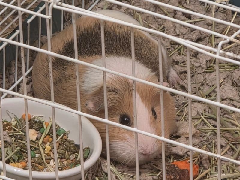 Guinea Pig 3 years 10 months old female named Gizmo for breeding in Rensselaer County, New York | Petmeetly
