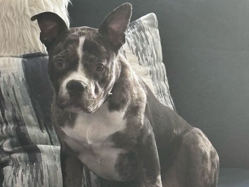 American PitBull Terrier 1 year 9 months old male medium named Louie for breeding in Mecklenburg County, North Carolina | Petmeetly