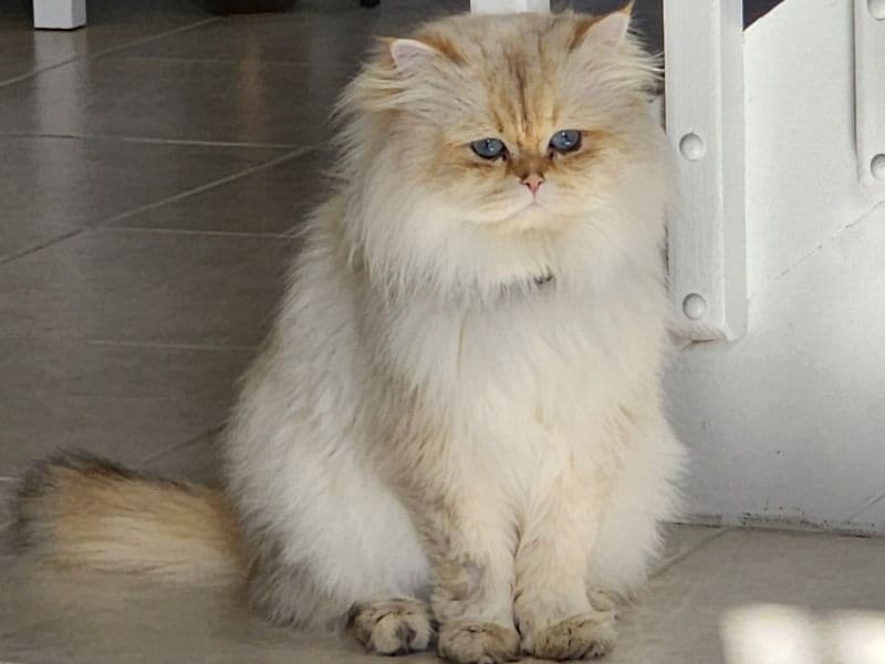 Misky - Persian success story