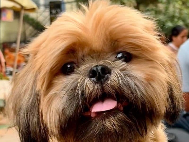 Bruno primary photo