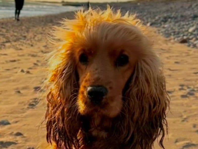 Cocker Spaniel 2 years 4 months old female small named Rua for breeding in Angus, Scotland | Petmeetly