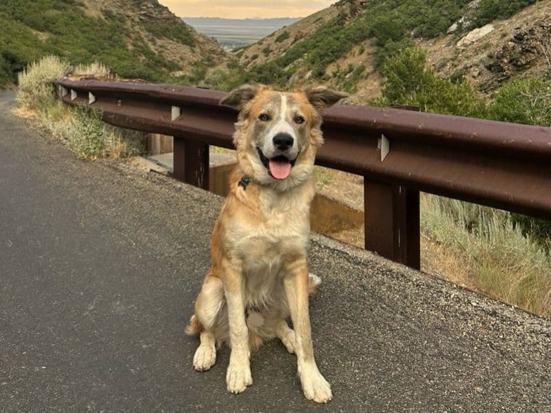 Koa primary photo