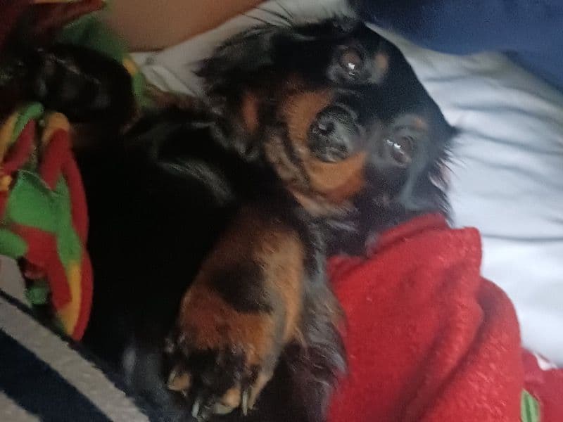 Dachshund 1 year 11 months old female small named Pebbles for breeding in Hunt County, Texas | Petmeetly