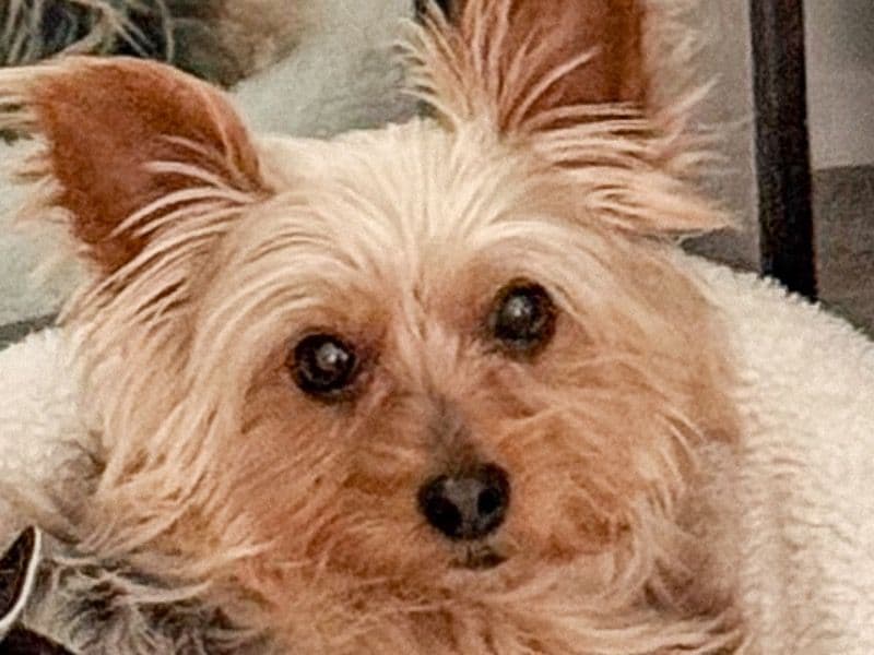 Yorkshire Terrier 8 years 3 months old male small named Max for breeding in Duval County, Florida | Petmeetly