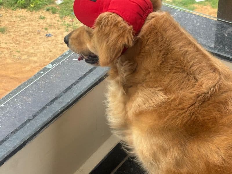 Golden Retriever 5 years 6 months old female large named Maggie for breeding in Hyderabad, Telangana | Petmeetly