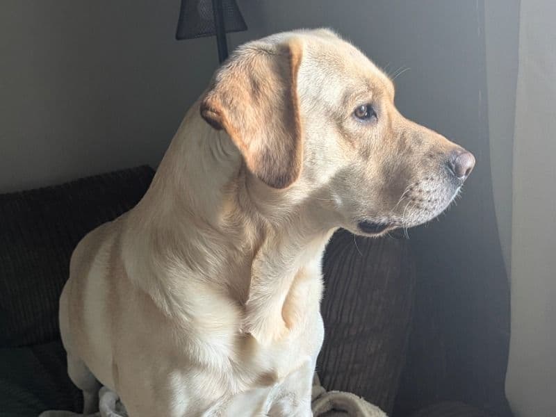 English Labrador Retriever 3 years 9 months old male large named Hook for breeding in Swansea, Wales | Petmeetly