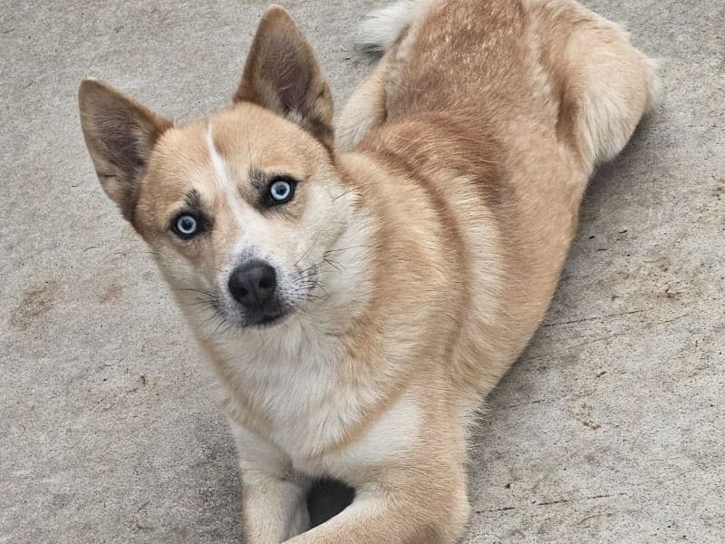 Siberian Husky 8 years old male medium named Koda for breeding in Butler County, Ohio | Petmeetly