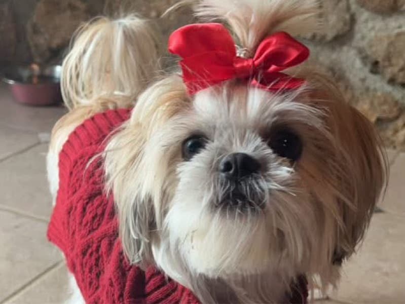 Shih Tzu 7 years 1 month old female medium named Perla for breeding in Prince William County, Virginia | Petmeetly