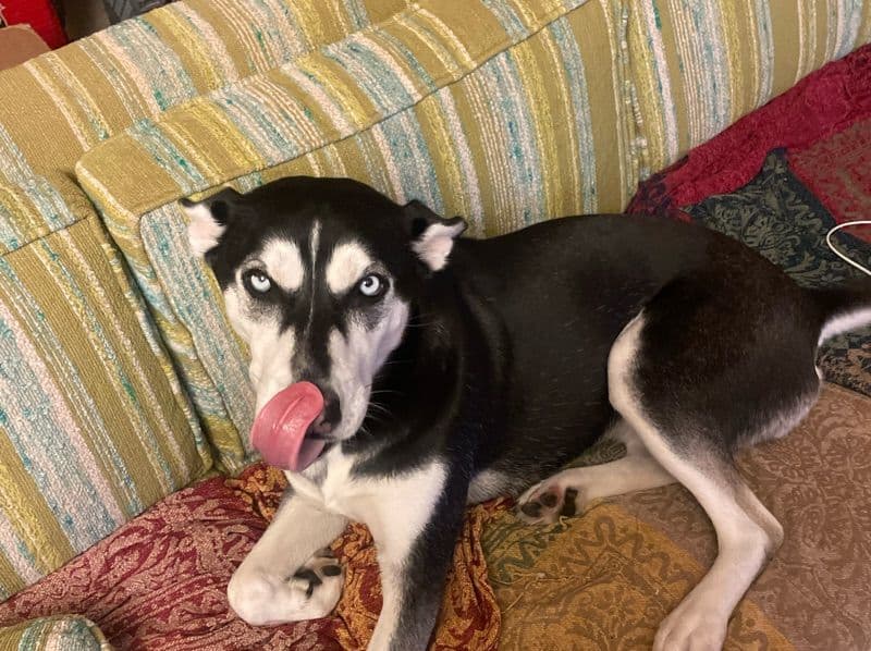 Zena primary photo