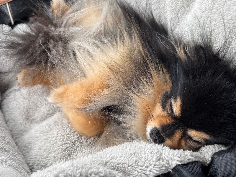 Pomeranian 4 years 11 months old male small named Nox for breeding in Anne Arundel County, Maryland | Petmeetly