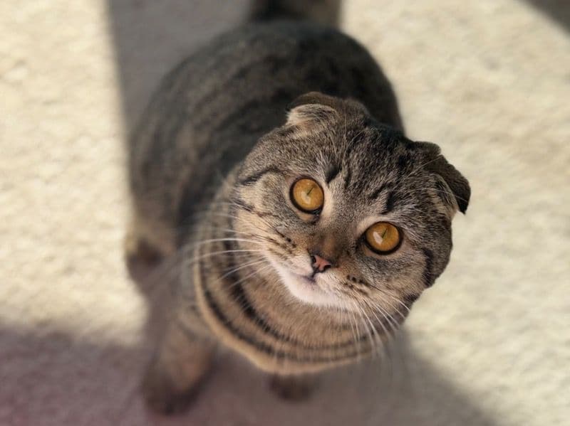 Scottish Fold 1 year old female named Lulu for breeding in Middlesex County, New Jersey | Petmeetly