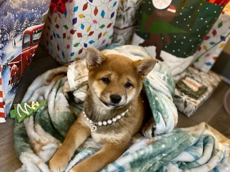 Shiba Inu 2 months old female small named Roxy for breeding in Johnson County, Iowa | Petmeetly