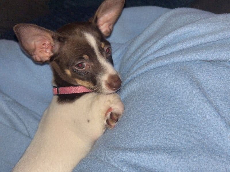 Miniature Dachshund 7 months old female small named Bambi for breeding in Gibson County, Indiana | Petmeetly