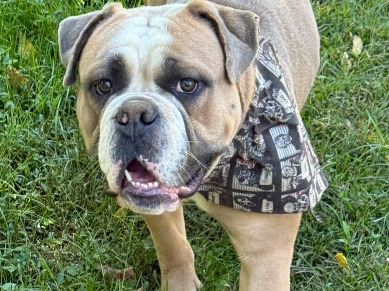 Old English Bulldog 1 year 3 months old male medium named Oscar for breeding in Northampton County, Pennsylvania | Petmeetly