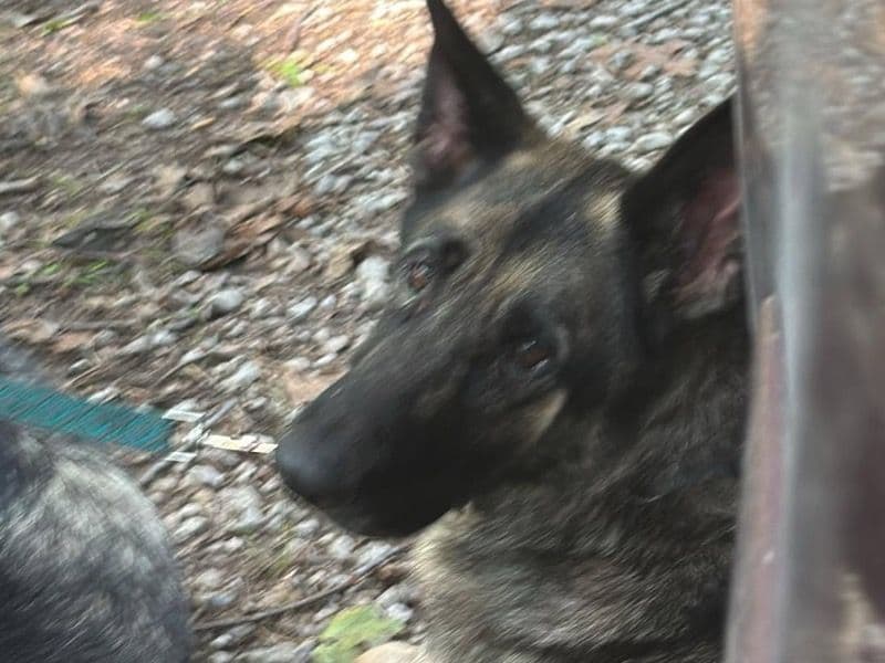 German Shepherd 3 years 7 months old female medium named Maze for breeding in Montgomery County, Maryland | Petmeetly