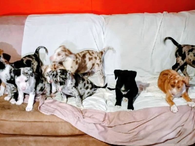 Australian Shepherd 3 months old male small named Edward for sale in Shelby County, Texas | Petmeetly