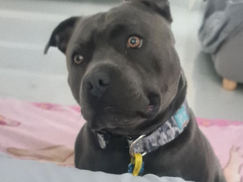 Bodhi primary photo