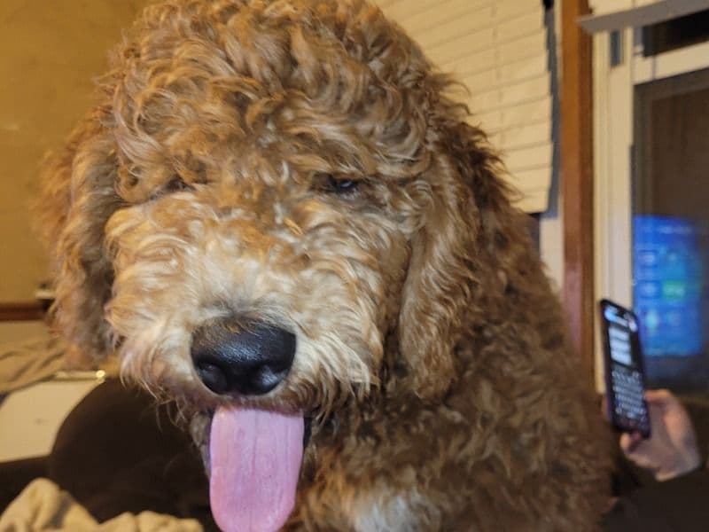 Goldendoodle 1 year 11 months old male large named Thor for breeding in Jackson County, Missouri | Petmeetly