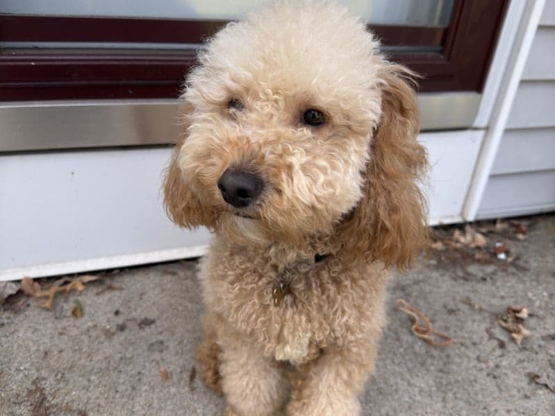 Cockapoo 2 years old male medium named Snoopy for breeding in Passaic County, New Jersey | Petmeetly