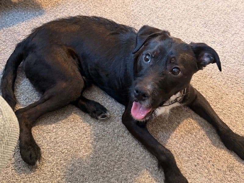 Welsh Terrier 1 year 2 months old male medium named Milo for adoption in Bucks County, Pennsylvania | Petmeetly