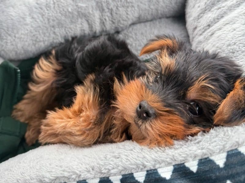 Teacup Yorkshire Terrier 9 months old male small named Tank for breeding in Tarrant County, Texas | Petmeetly