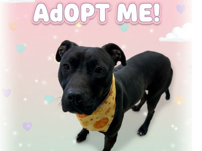 American PitBull Terrier 3 years old female large named Bambi for adoption in Monroe County, Tennessee | Petmeetly