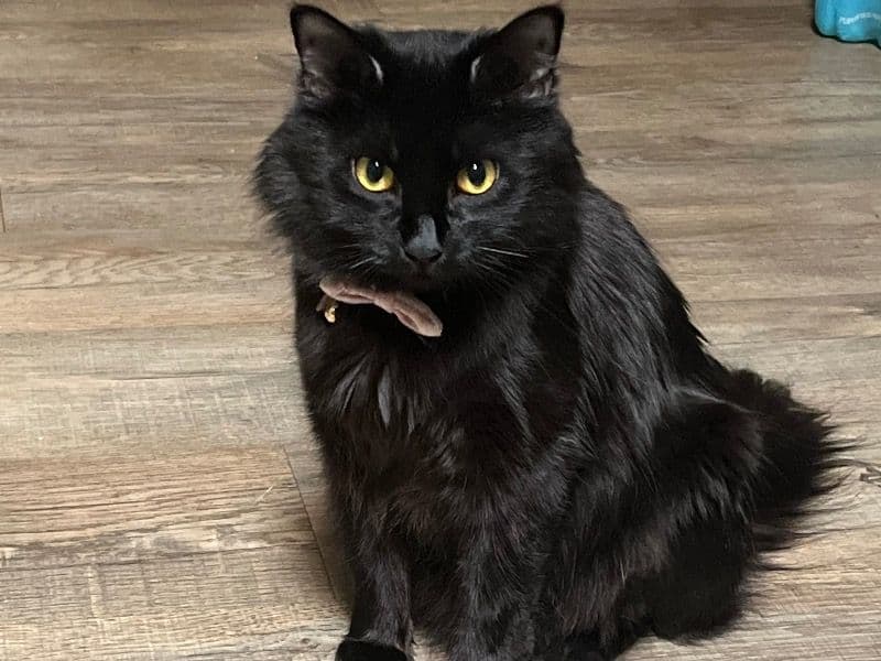 Lucy primary photo