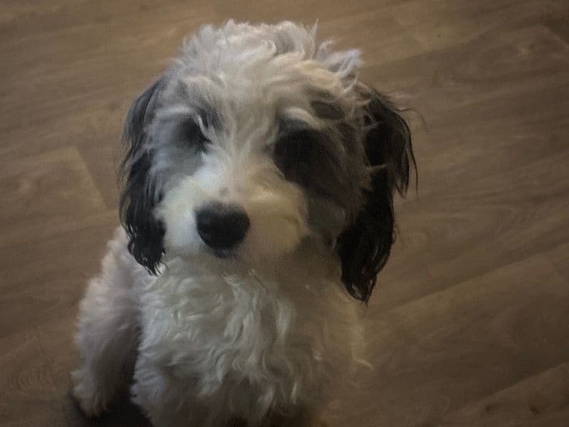 Sproodle 1 year 9 months old female small named Luna for breeding in Hertfordshire, England | Petmeetly