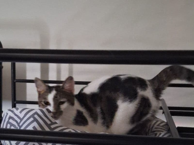 Charlotte - Domestic Shorthair | Petmeetly
