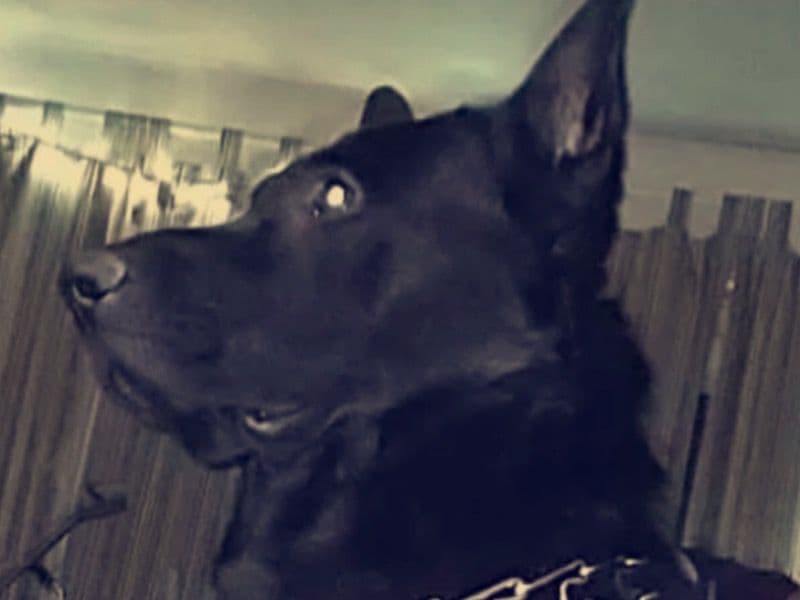 Sir “shadow” primary photo