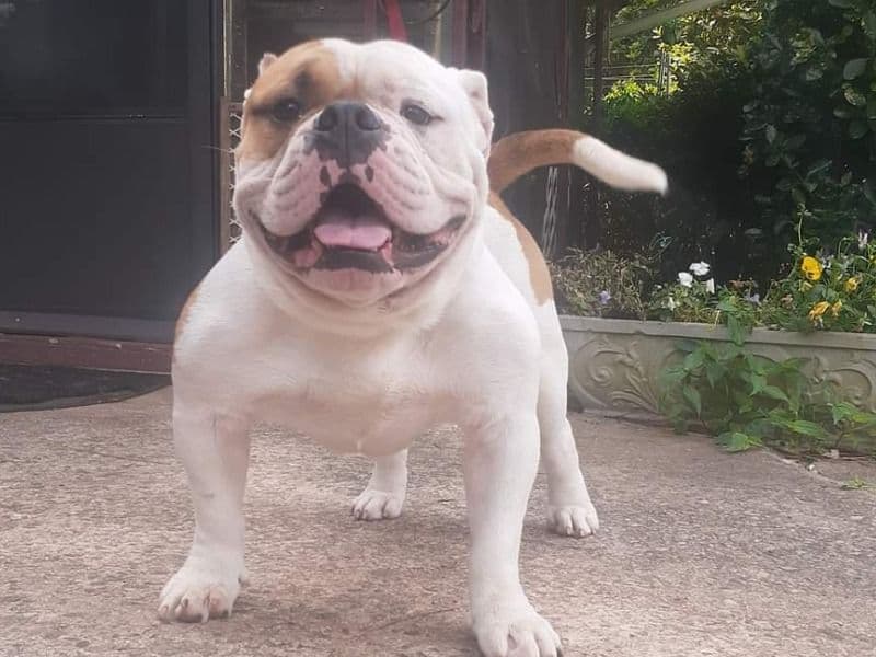 American Bully 5 years 2 months old male small named Conan for breeding in Gwinnett County, Georgia | Petmeetly