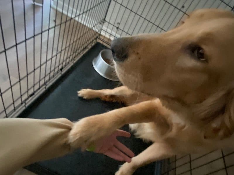 Golden Retriever 1 year 6 months old male large named Buddy for breeding in Marion County, Florida | Petmeetly