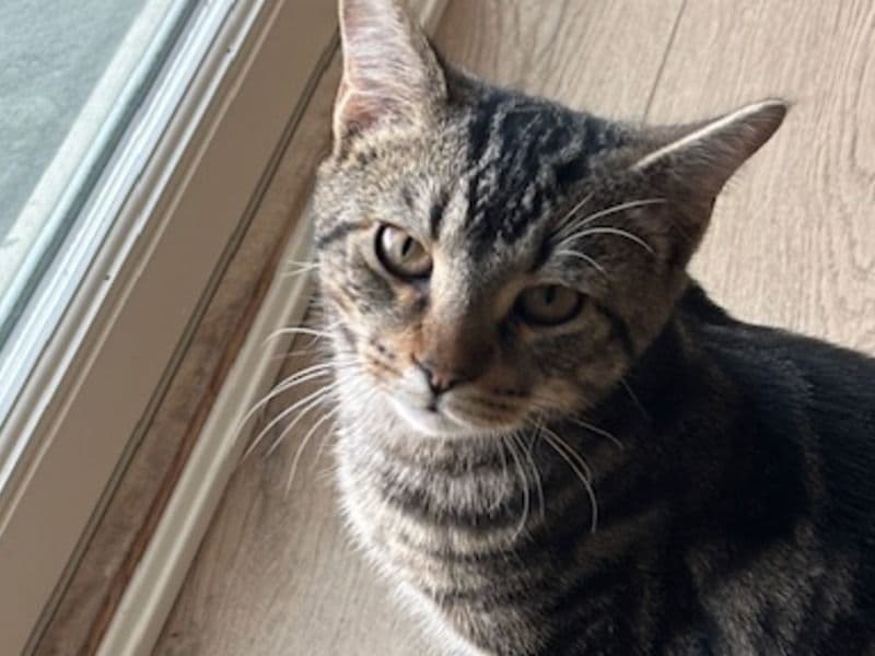 American Shorthair 9 months old male named Teddy for adoption in Loudon County, Tennessee | Petmeetly