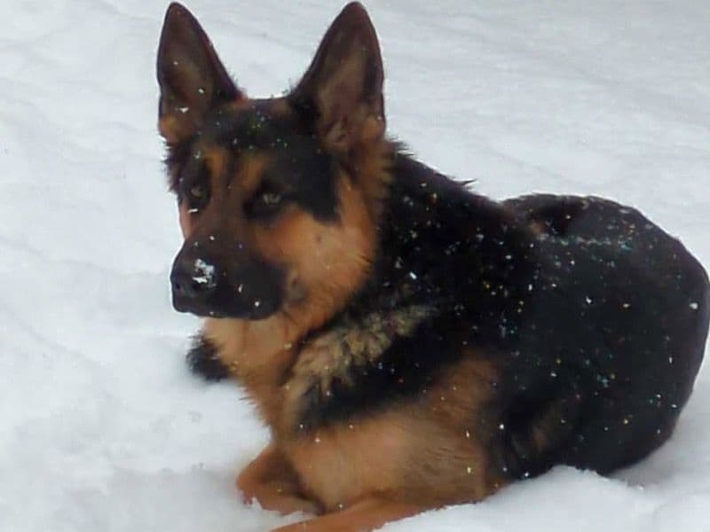 German Shepherd 2 years old male large named Henry for breeding in Klamath County, Oregon | Petmeetly