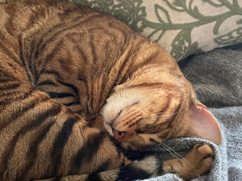 Bengal 2 years 2 months old male named Bb for breeding in Ottawa, Ontario | Petmeetly