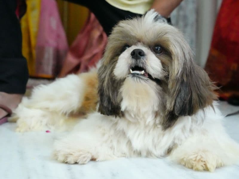 Chi-shi 5 years old male medium named Peanut for breeding in Hyderabad, Telangana | Petmeetly