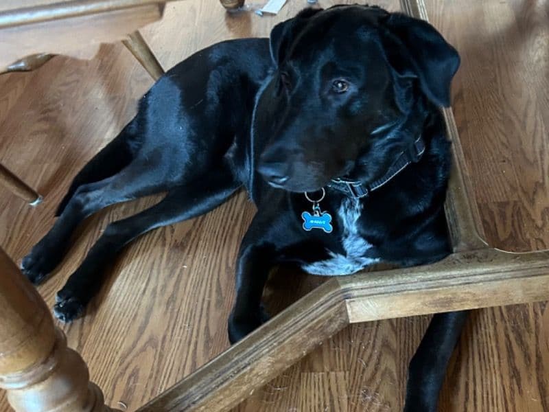 Maggie  - Labrador Retriever success story