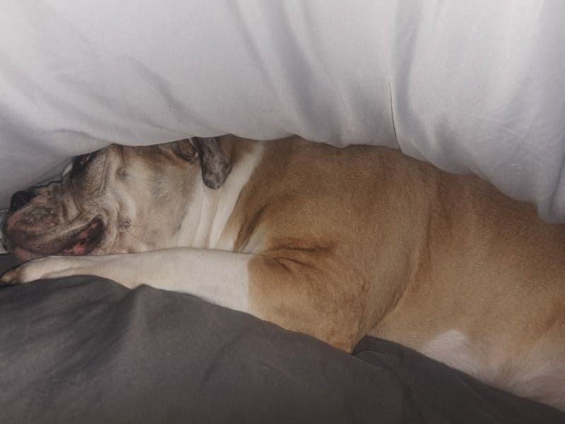 Old English Bulldog 4 years 1 month old female medium named Lola for breeding in West Yorkshire, England | Petmeetly