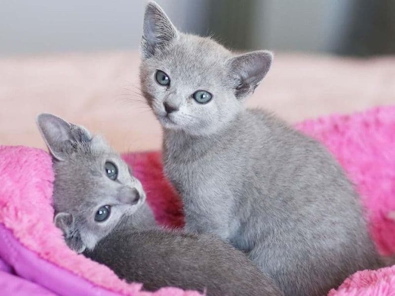 Russian Blue 2 months old male named Health Russian Blue Kitten for sale in Los Angeles County, California | Petmeetly