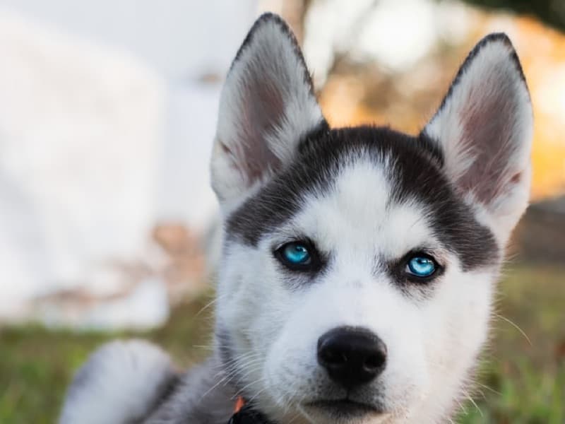 Alaskan Husky 9 months old male medium named Kailer for sale in Mecklenburg County, North Carolina | Petmeetly