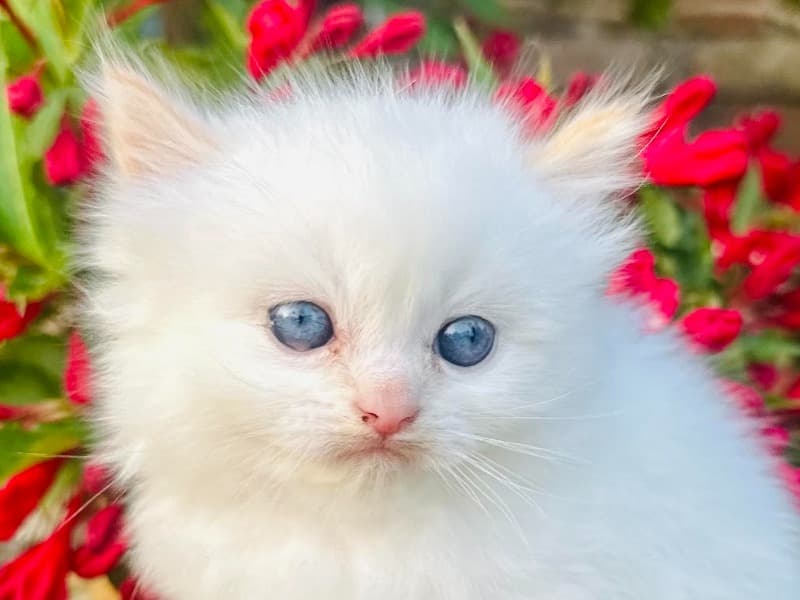 Himalayan Persian primary photo