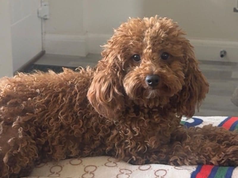 Cavachon 2 years 2 months old female medium named Tilly for breeding in South Gloucestershire, England | Petmeetly