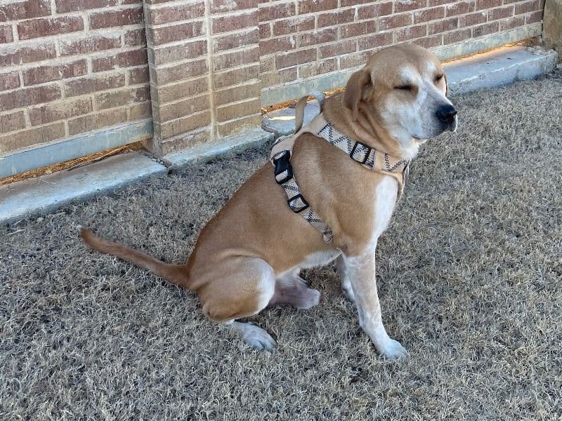 Anatolian Shepherd 2 years 1 month old male large named Odin Bean for breeding in Tarrant County, Texas | Petmeetly