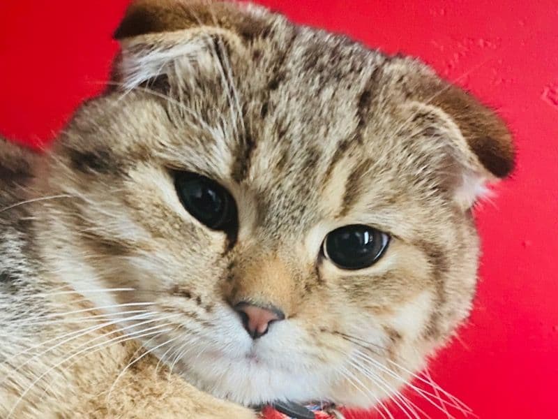 Leo primary photo