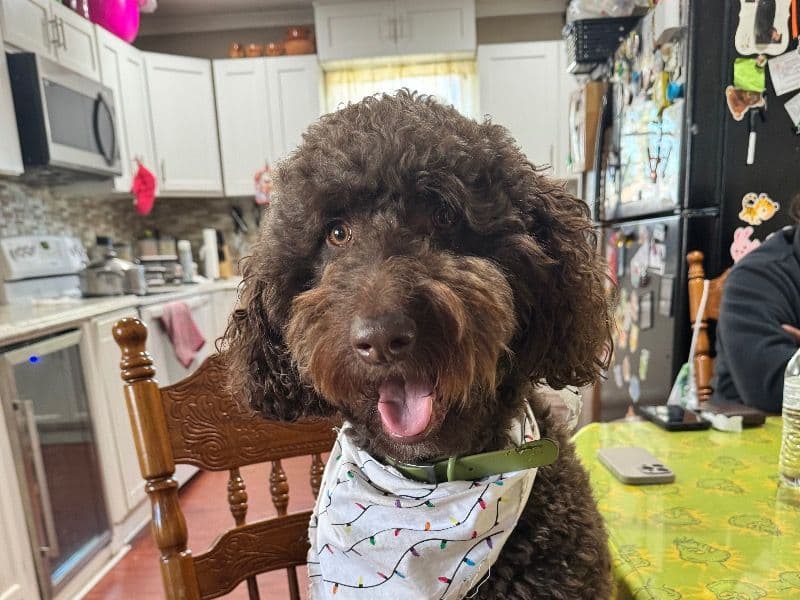 Yogi primary photo