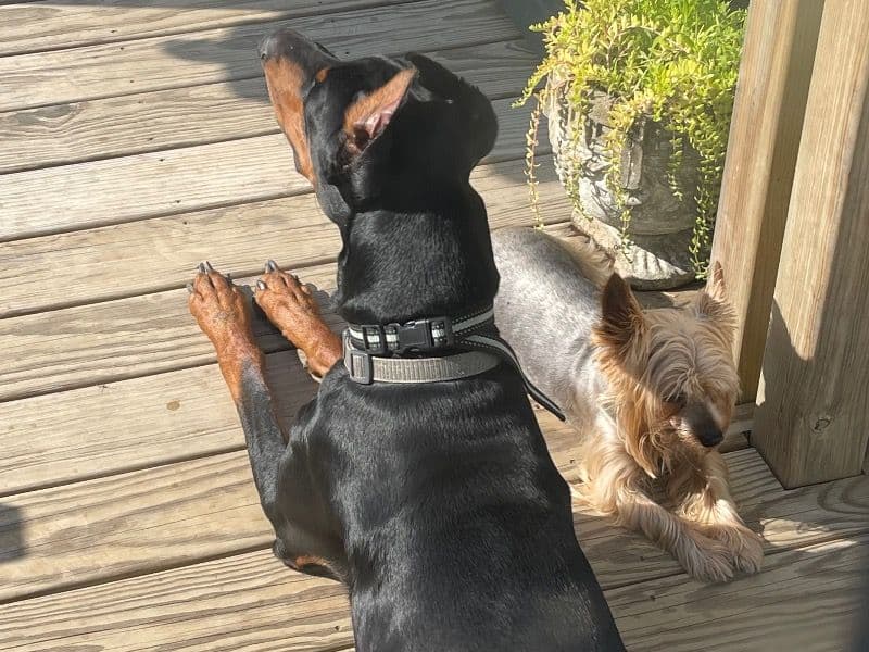 Rufus  the Doberman - Gallery photo 1