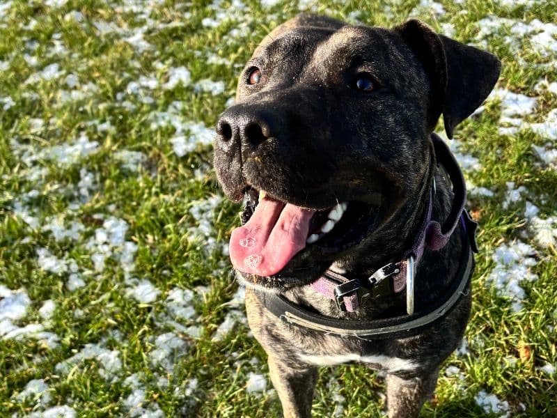 Cane Corso 1 year 3 months old female large named Xena for breeding in Devon, England | Petmeetly