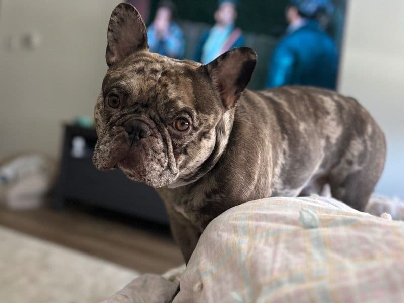 French Bulldog 2 years 10 months old male medium named Kolby for breeding in Nassau County, Florida | Petmeetly